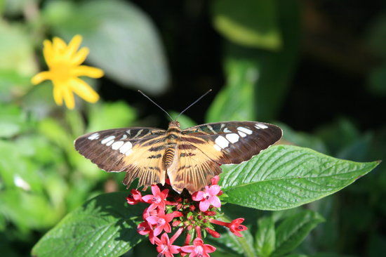 Musée d'histoire naturelle de Floride